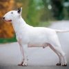 White English Bull Terrier Diamond Painting