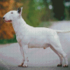 White English Bull Terrier Diamond Painting