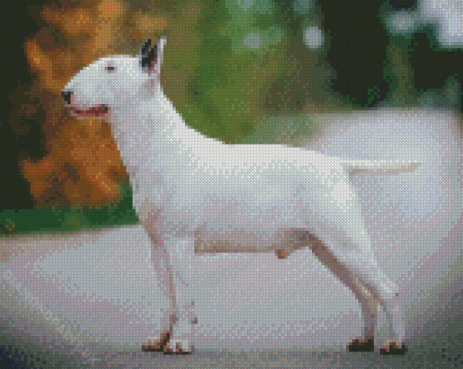 White English Bull Terrier Diamond Painting