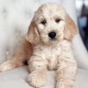 White Golden Doodle Puppy Diamond Painting