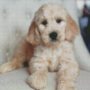 White Golden Doodle Puppy Diamond Painting