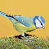 Blue Tit Bird Diamond Painting