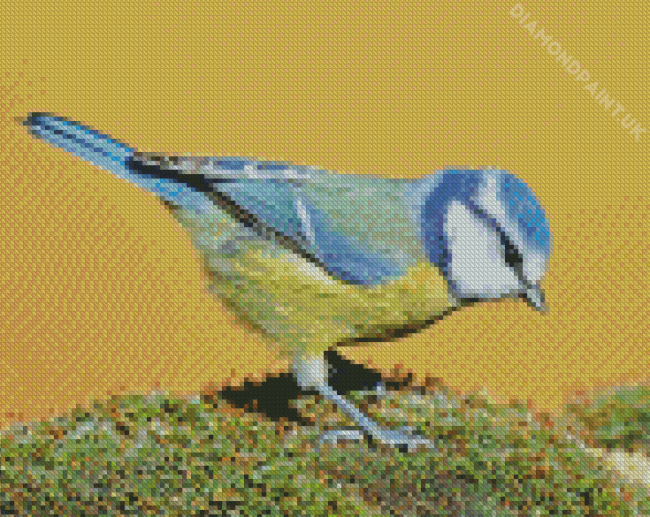 Blue Tit Bird Diamond Painting