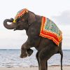 Elephant In Thailand By Sea Diamond Painting