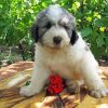 Romanian Shepherd Dog Puppy 5D Diamond Painting