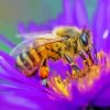 Bee With Purple Flower 5D Diamond Painting