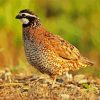 Bobwhite Quail Bird Side View Diamond Painting