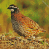 Bobwhite Quail Bird Side View Diamond Painting