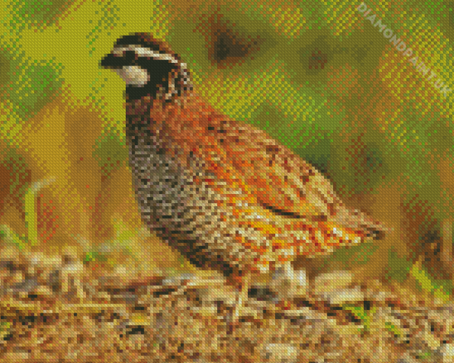 Bobwhite Quail Bird Side View Diamond Painting