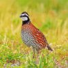 Bobwhite Quail Diamond Painting