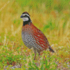 Bobwhite Quail Diamond Painting