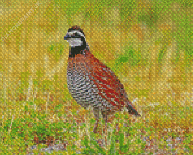 Bobwhite Quail Diamond Painting