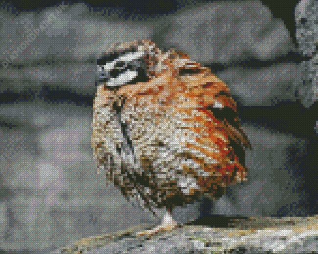 Bobwhite Quail Bird Diamond Painting