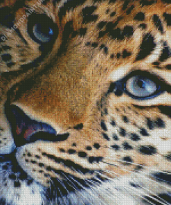 Close Up Tiger Diamond Painting