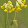 Cowslip Yellow Flowers 5D Diamond Painting