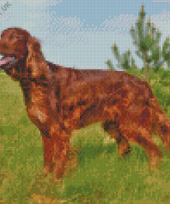 Irish Setter Dog 5D Diamond Painting