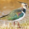 Cool Lapwing 5D Diamond Painting