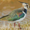 Cool Lapwing 5D Diamond Painting