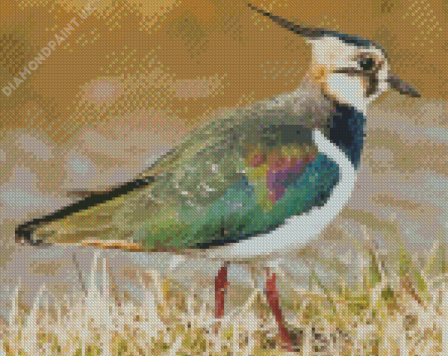 Cool Lapwing 5D Diamond Painting