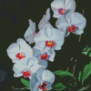 White Orchids Flowers 5D Diamond Painting