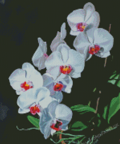 White Orchids Flowers 5D Diamond Painting