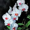 White Orchids Flowers 5D Diamond Painting