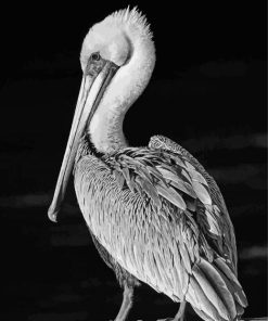 Black And White Pelican 5D Diamond Painting