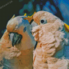 Cockatoos Couple Birds Diamond Painting