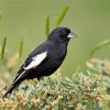 Lark Bunting On Tree Diamond Painting