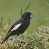 Lark Bunting On Tree Diamond Painting