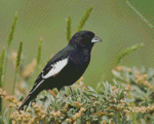 Lark Bunting On Tree Diamond Painting