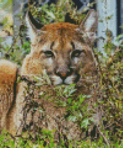 Puma Animal Diamond Painting