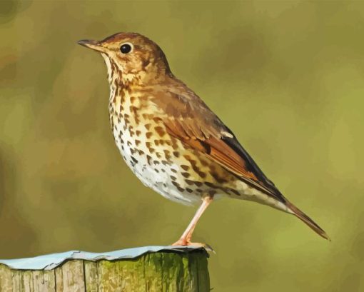 Thrush Bird Diamond Painting