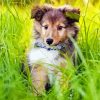 Cute Shetland Dog Diamond Painting