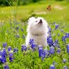 Dog And Bluebonnet Diamond Painting