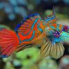 Mandarin Dragonet Fish Diamond Painting