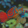 Mandarin Dragonet Fish Diamond Painting