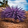 Purple Sea Urchin On Sand Diamond Painting