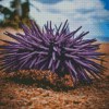 Purple Sea Urchin On Sand Diamond Painting