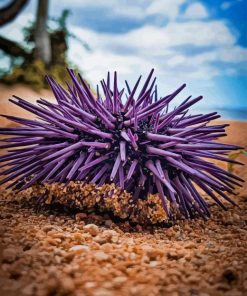 Purple Sea Urchin On Sand Diamond Painting