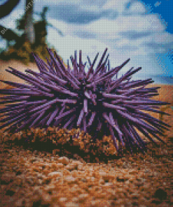 Purple Sea Urchin On Sand Diamond Painting