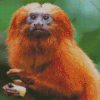 The Golden Lion Tamarin Diamond Painting