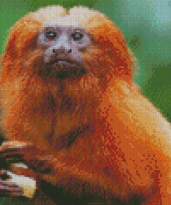 The Golden Lion Tamarin Diamond Painting