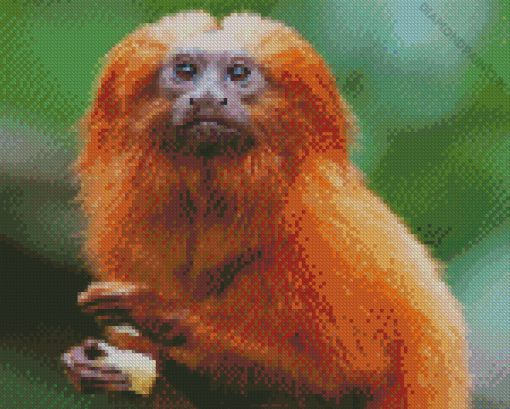 The Golden Lion Tamarin Diamond Painting