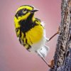 Yellow Townsend Warbler Diamond Painting