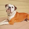 Beige Old English Bulldog Diamond Painting