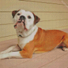 Beige Old English Bulldog Diamond Painting