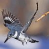 Belted Kingfisher Flying Diamond Painting