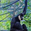 Black Gibbon Monkey Diamond Painting