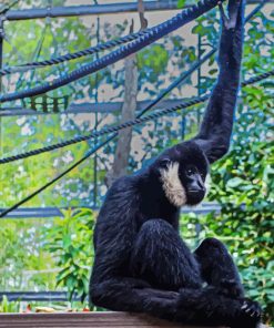 Black Gibbon Monkey Diamond Painting